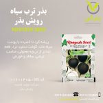 بذر ترب سیاه رویش بذر