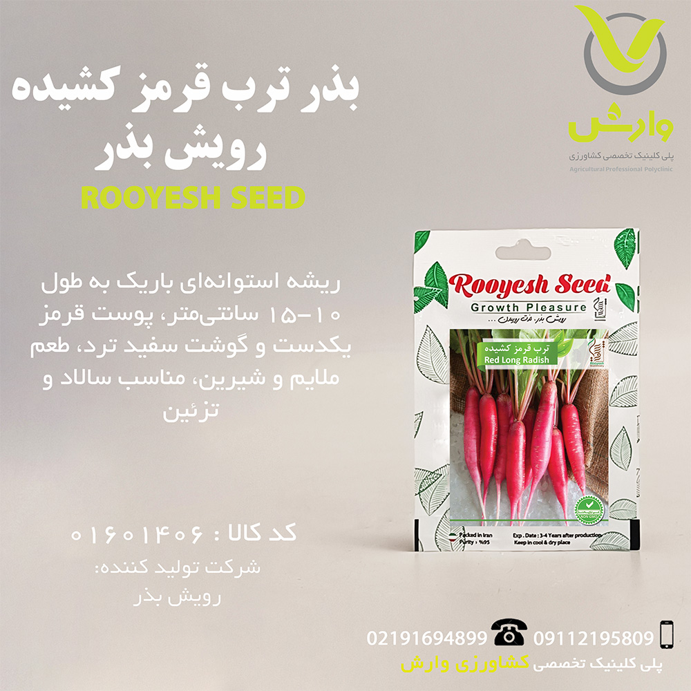 بذر ترب قرمز کشیده رویش بذر