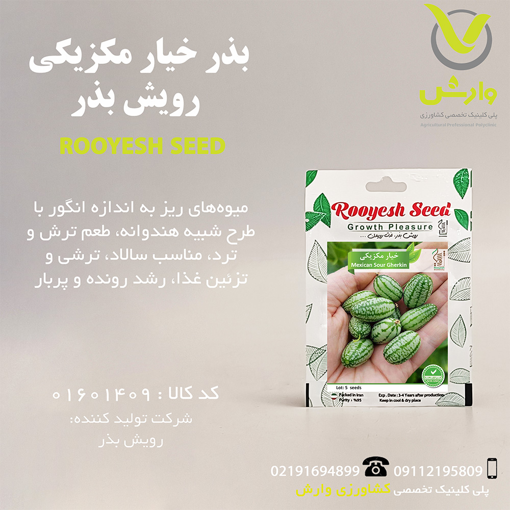 بذر خیار مکزیکی رویش بذر