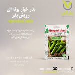 بذر خیار بوته ای رویش بذر