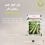 بذر خیار چنبر رویش بذر