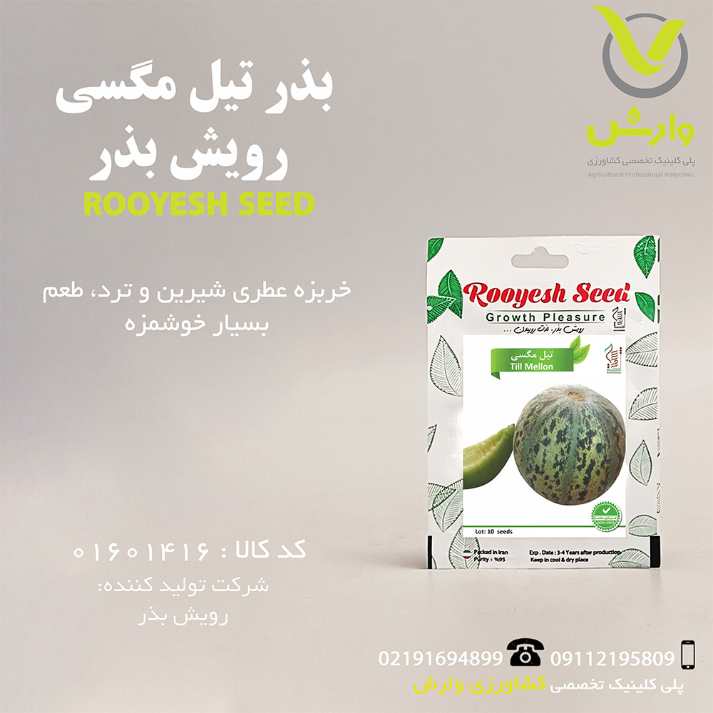 بذر تیل مگسی رویش بذر