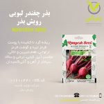 بذر چغندر لبویی رویش بذر