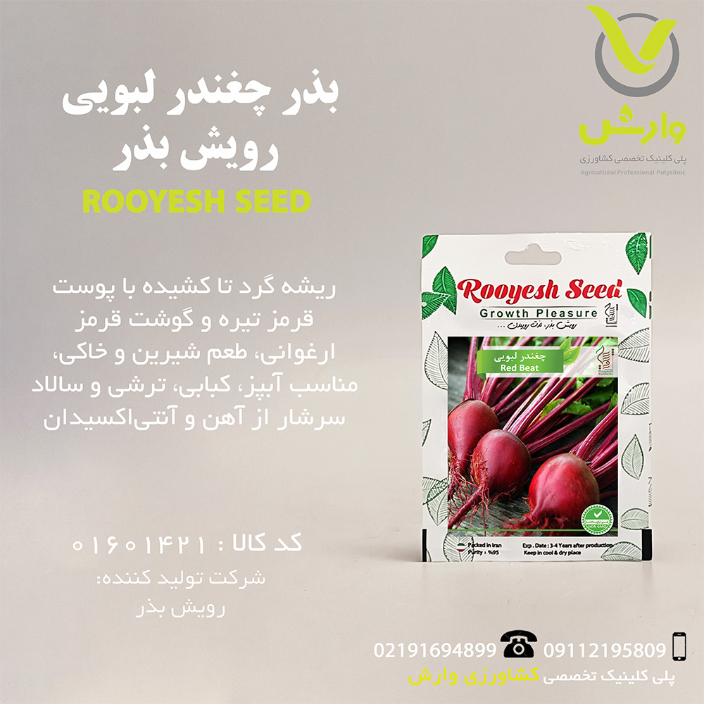 بذر چغندر لبویی رویش بذر