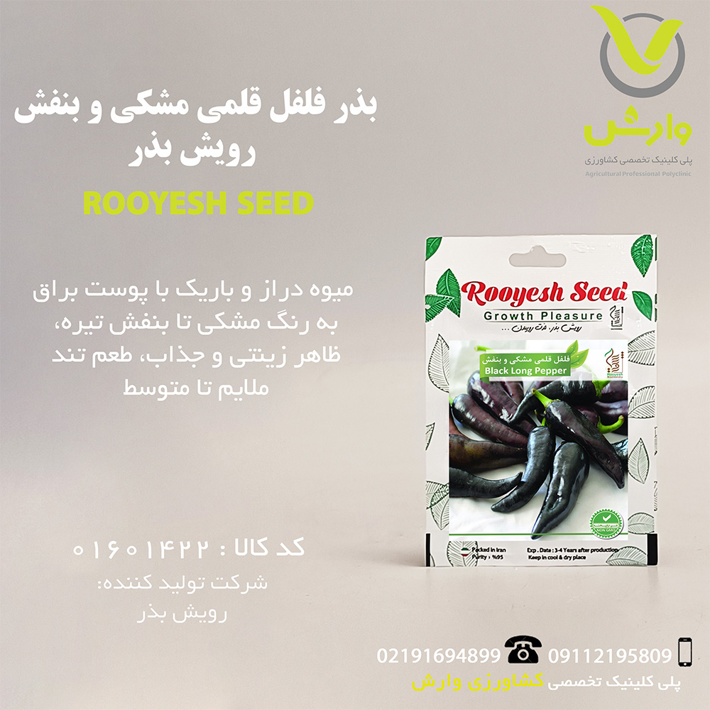 بذر فلفل قلمی مشکی و بنفش رویش بذر