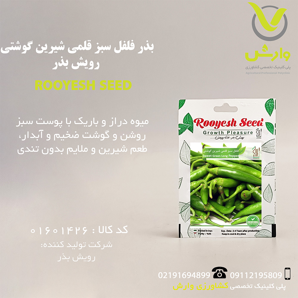بذر فلفل سبز قلمی شیرین گوشتی رویش بذر