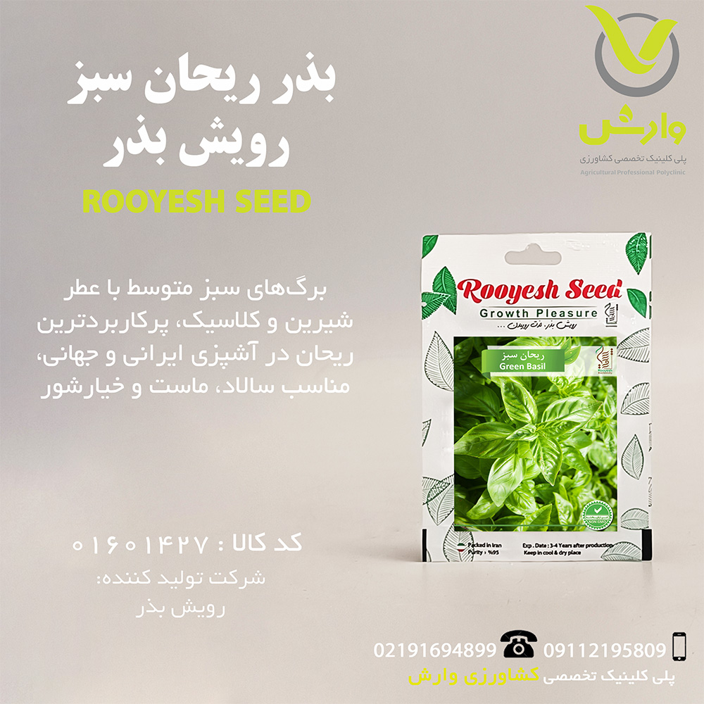 بذر ریحان سبز رویش بذر