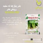 بذر پیازچه ته سفید رویش بذر