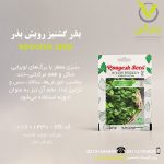 بذر گشنیز رویش بذر
