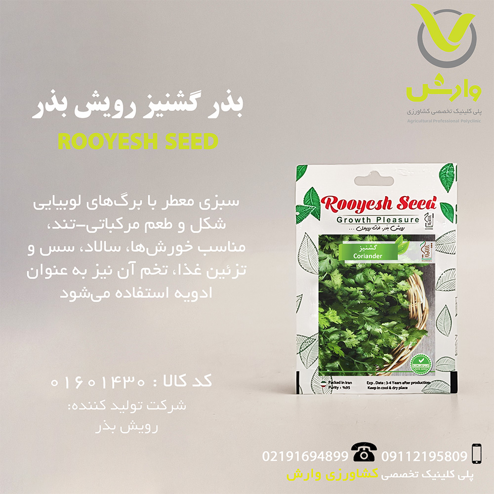 بذر گشنیز رویش بذر