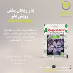 بذر ریحان بنفش رویش بذر