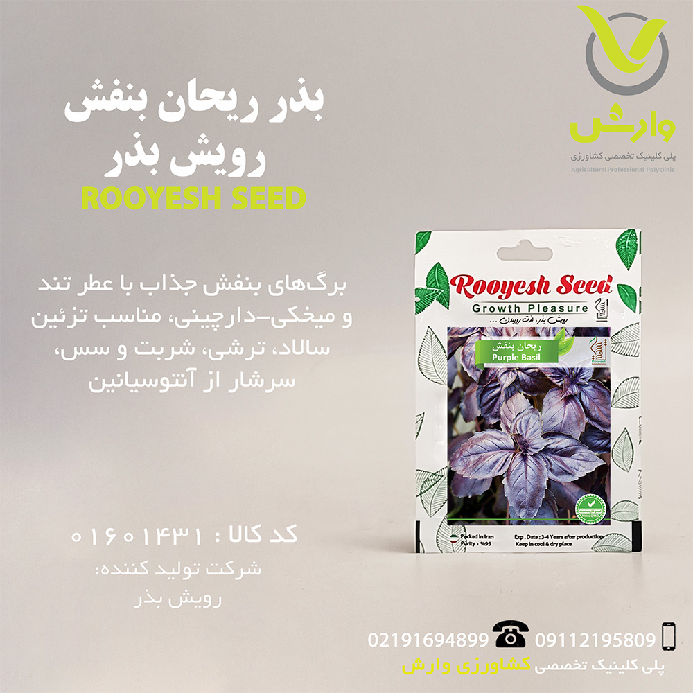 بذر ریحان بنفش رویش بذر