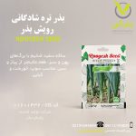 بذر تره شادگانی رویش بذر