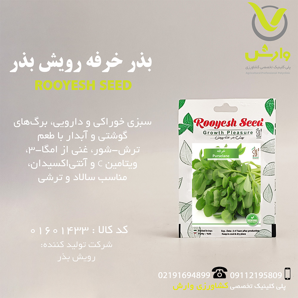 بذر خرفه رویش بذر
