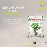 بذر کرفس کوهی (کروز) رویش بذر