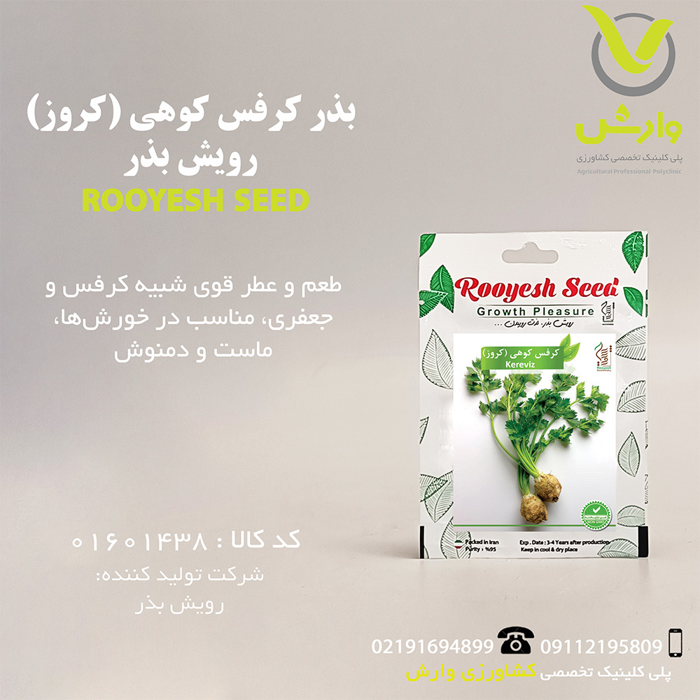 بذر کرفس کوهی (کروز) رویش بذر