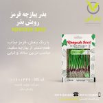 بذر پیازچه قرمز رویش بذر