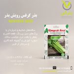 بذر کرفس رویش بذر