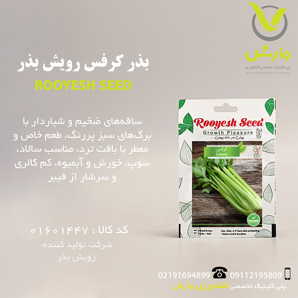 بذر کرفس رویش بذر