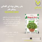 بذر ریحان بوته ای گلدانی رویش بذر