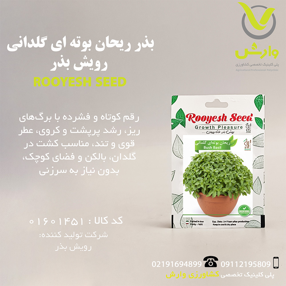 بذر ریحان بوته ای گلدانی رویش بذر