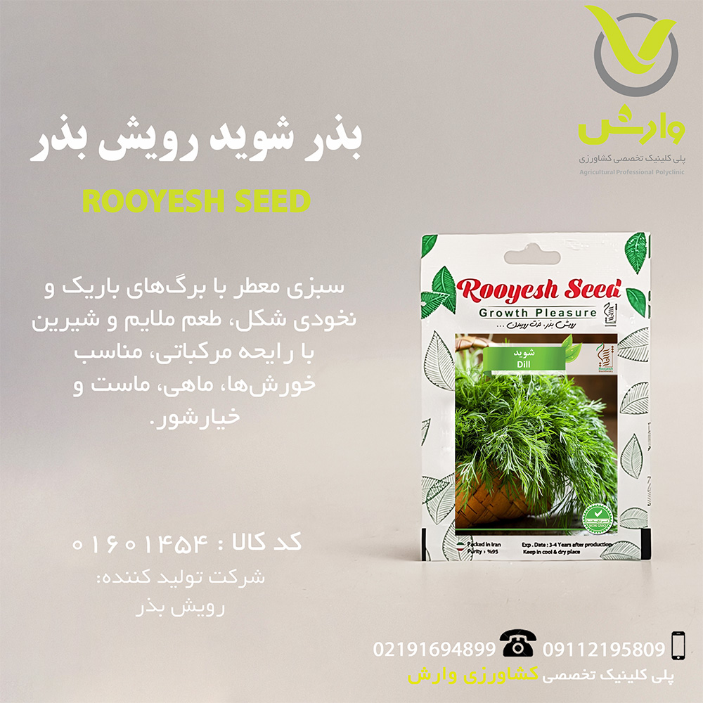 بذر شوید رویش بذر