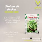 بذر بیبی اسفناج رویش بذر