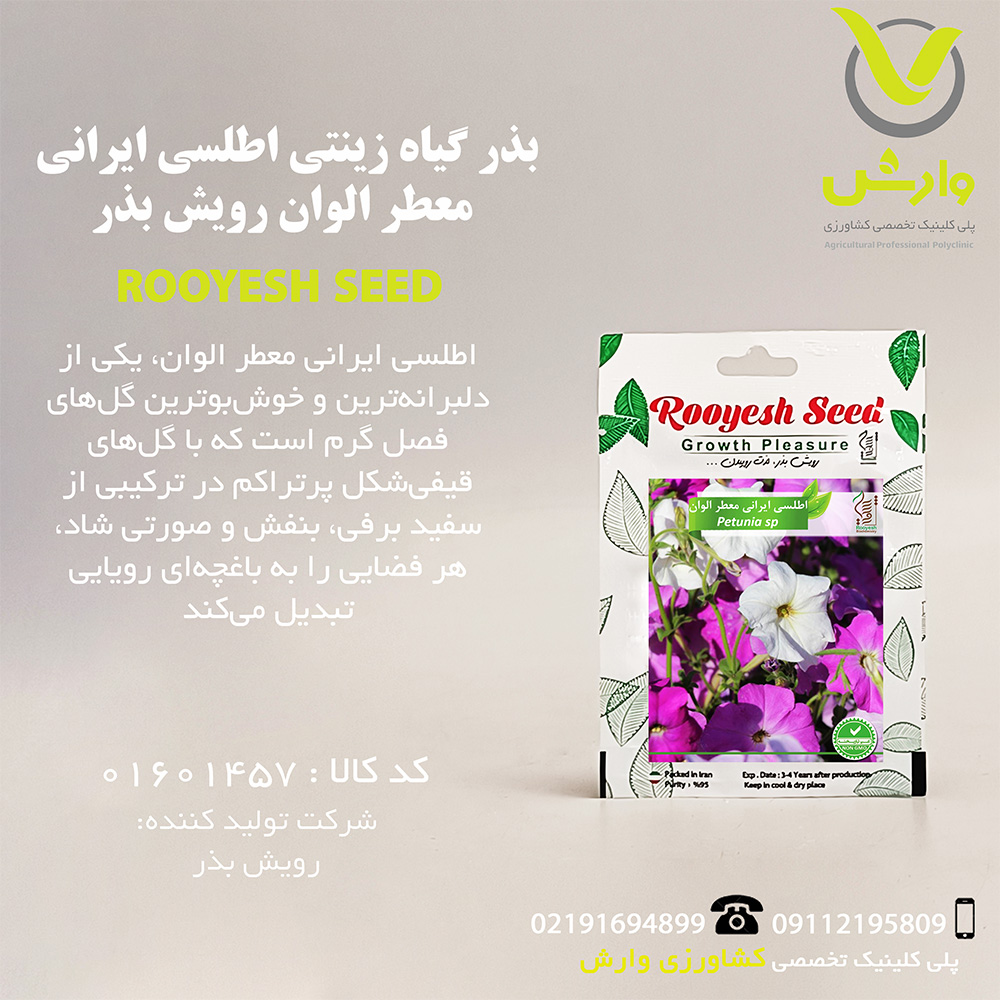 بذر گیاه زینتی اطلسی ایرانی معطر الوان رویش بذر