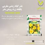 بذر گیاه زینتی مغربی پابلند زرد رویش بذر