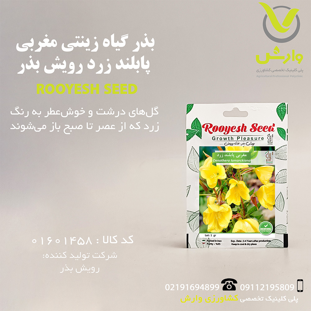 بذر گیاه زینتی مغربی پابلند زرد رویش بذر