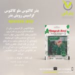 بذر کاکتوس ملو کاکتوس گزاسیس رویش بذر
