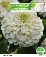 بذر گیاه زینتی آهار پامتوسط سفید رویش بذر - Image 2
