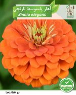 بذر گیاه زینتی آهار پامتوسط نارنجی رویش بذر - Image 2