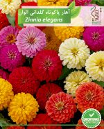 بذر گیاه زینتی آهار پاکوتاه گلدانی الوان رویش بذر - Image 2