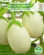 بذر بادمجان دلمه ای سفید رویش بذر - Image 2