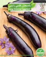 بذر بادمجان قلمی ژاپنی رویش بذر - Image 2