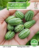 بذر خیار مکزیکی رویش بذر - Image 2