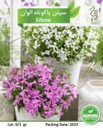 بذر گیاه زینتی سیلن پاکوتاه الوان رویش بذر - Image 2