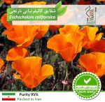 بذر گیاه زینتی شقایق کالیفرنیا نارنجی رویش بذر - Image 2
