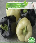 بذر فلفل دلمه ای مشکی و سفید رویش بذر - Image 2