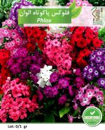 بذر گیاه زینتی فلوکس پاکوتاه الوان رویش بذر - Image 2