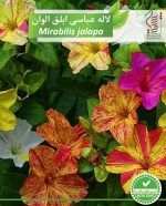 بذر گیاه زینتی لاله عباسی ابلق الوان رویش بذر - Image 2