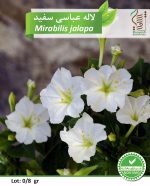 بذر گیاه زینتی لاله عباسی سفید رویش بذر - Image 2