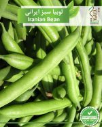 بذر لوبیا سبز ایرانی رویش بذر - Image 2