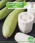 بذر گیاه دارویی لوفا (لیف طبیعی) رویش بذر - Image 2