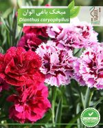 بذر گیاه زینتی میخک باغی الوان رویش بذر - Image 2
