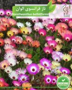 بذر گیاه زینتی ناز فرانسوی الوان رویش بذر - Image 2