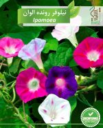 بذر گیاه زینتی نیلوفر رونده الوان رویش بذر - Image 2