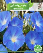 بذر گیاه زینتی نیلوفر رونده آبی رویش بذر - Image 2