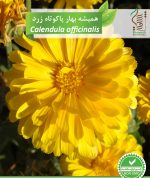 بذر گیاه زینتی همیشه بهار پاکوتاه زرد رویش بذر - Image 2